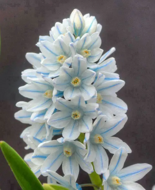 Early squill 'Tubergeniana'