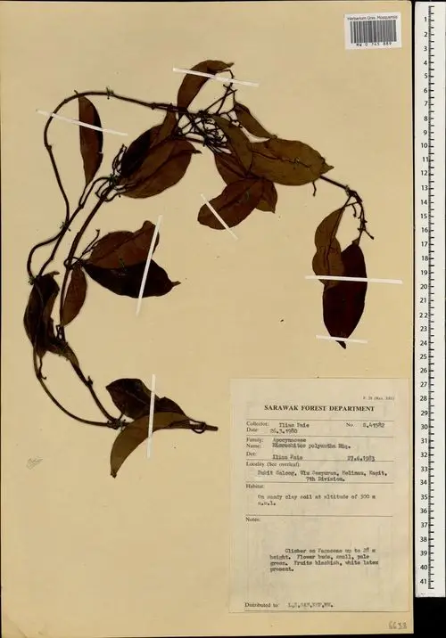 Micrechites polyantha