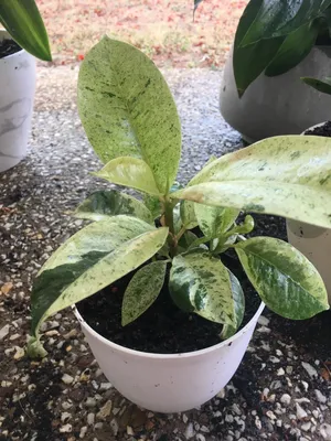 Gummibaum 'Schrijveriana' (Ficus elastica 'Schrijveriana') - PictureThis