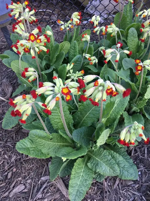 Cowslip 'Sunset Shades'