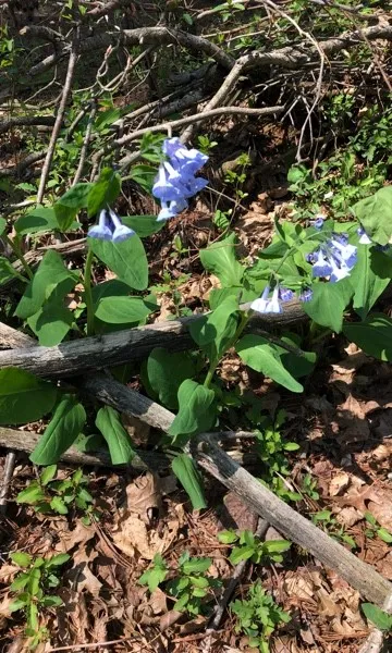 バージニア・ブルーベルの判定方法 (Mertensia virginica)