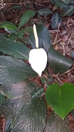 Is Peace lilies Poisonous