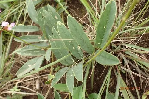 Ophrestia oblongifolia