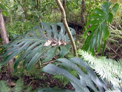 Czy rolina Monstera dziurawa moe by trujca?