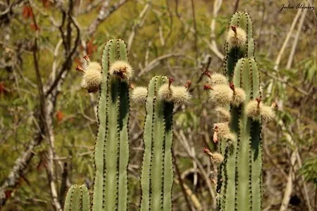 Wie man Stenocereus queretaroensis anbaut und pflegt
