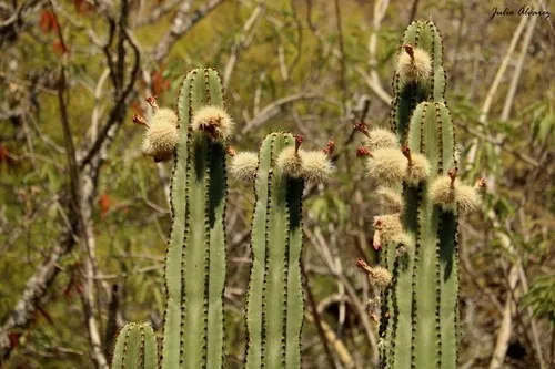 cactus mammillaria hahniana Mammillaria hahniana – Planet Desert