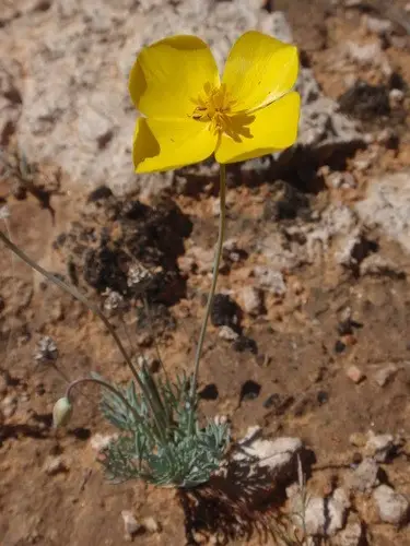 Desert poppy