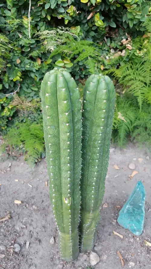 Hedge cactus
