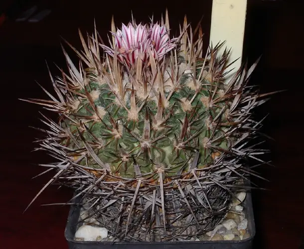 Cactus Onda