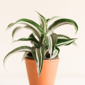 How to Grow and Care for Dracaena 'white jewel'