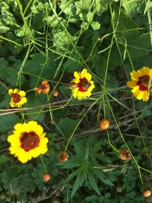 ハルシャギク（波斯菊） (Coreopsis tinctoria) - PictureThis