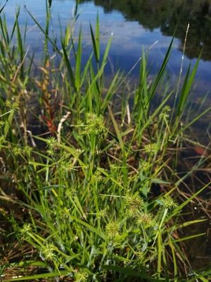 Hairy umbrella-sedge (Fuirena squarrosa) - PictureThis