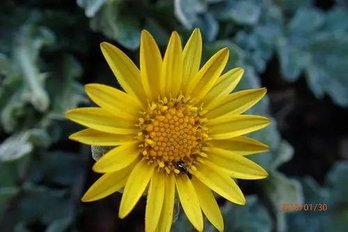 Sunburst namaqualand daisy