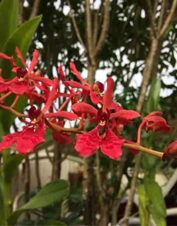 Orquídea Coral