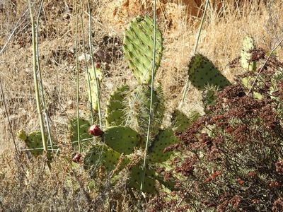 Opuntia oricola - PictureThis