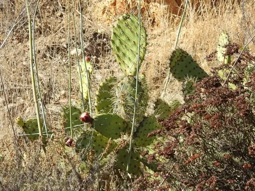 Opuntia oricola - PictureThis