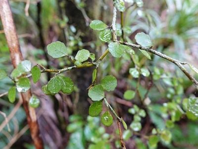 Manakura (Melicytus micranthus) - PictureThis