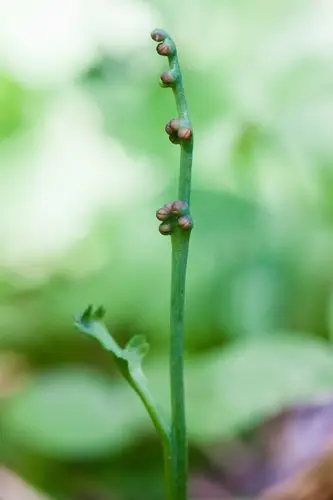 Botrychium montanum