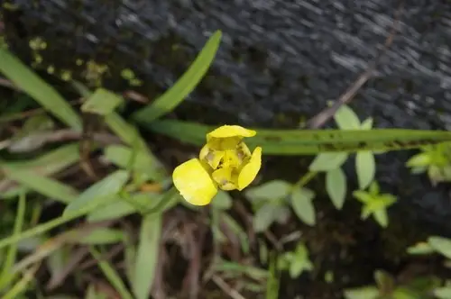 Yellow walking iris