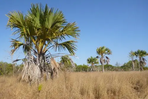 Buri palm