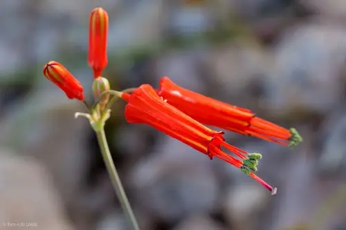 Bessera tenuiflora