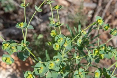 Euphorbia segetalis var. pinea