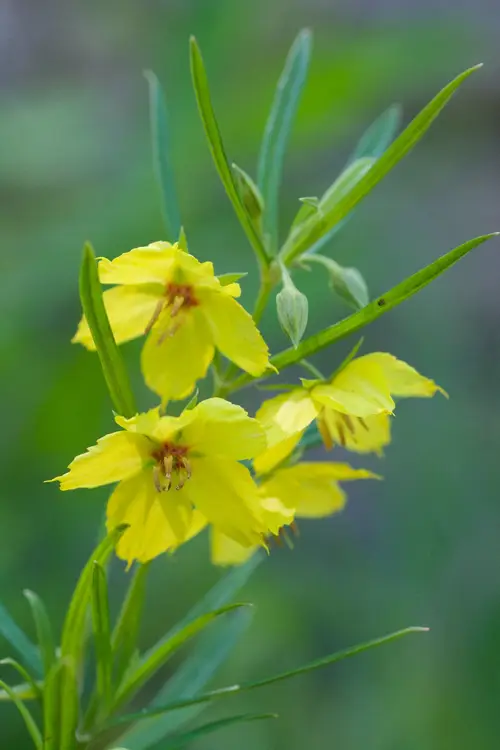 Salicaria amarilla de cuatro flores