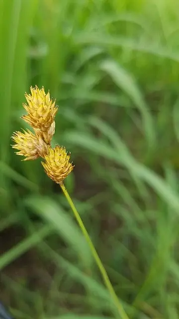 Carex dérangeant