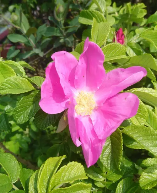 Rosa rugosa 'Belle Poitevine'