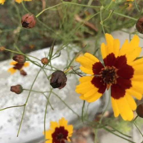 ハルシャ菊② 2本 ハルシャギク（波斯菊） (Coreopsis tinctoria) - PictureThis