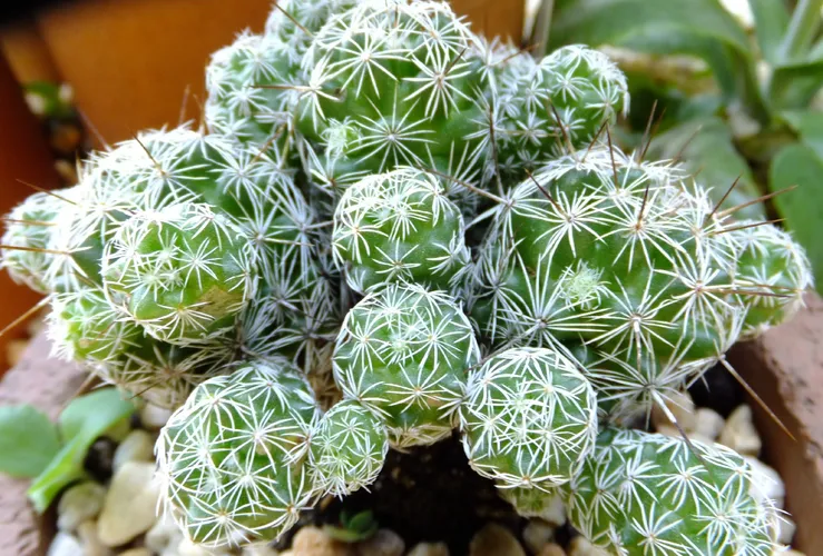 Fingerhutkaktus - Mammillaria gracilis (Pflege, Merkmale, Verbreitung,  Bilder)