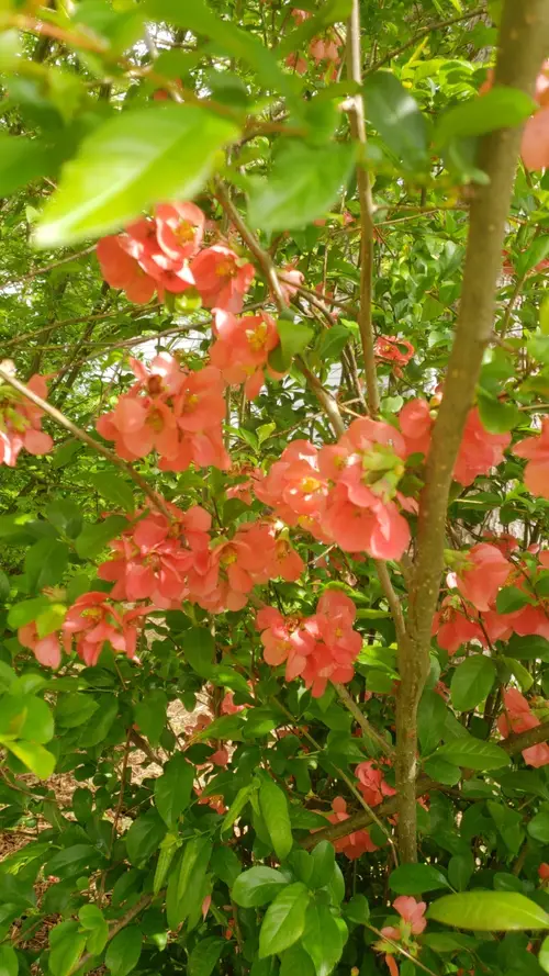 Flowering quince 'Coral Sea'