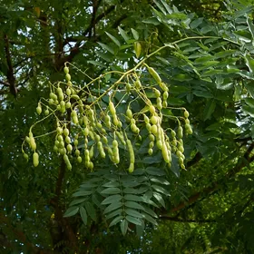 エンジュ（槐）の判定方法 (Styphnolobium japonicum)