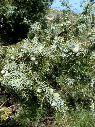 Juniperus oxycedrus subsp. macrocarpa