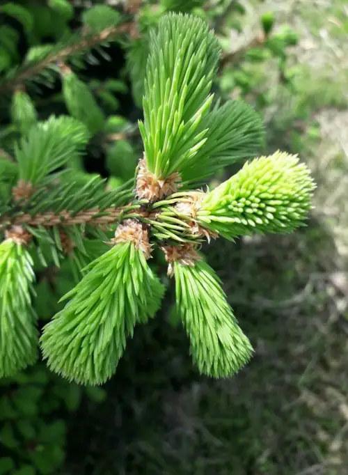 Picea wilsonii