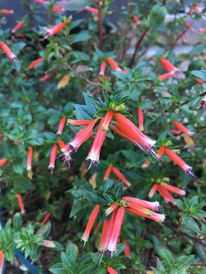 Plante cigarette - Cuphea ignea (Soins, Caractristiques, Fleur, Images)