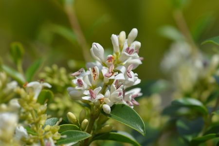 Chinese privet (Ligustrum delavayanum) - PictureThis