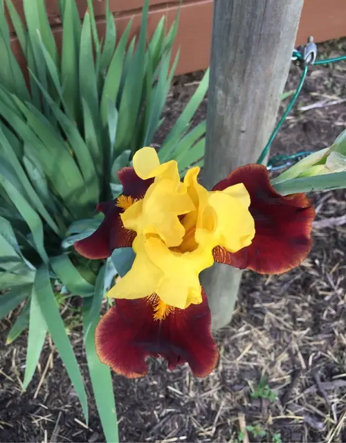 Irises 'Taco Supreme'