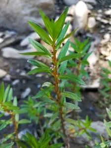 How to Prune Lowland rotala