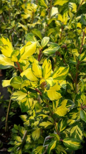 セイヨウヒイラギ（西洋柊） 'Golden Milkboy' (Ilex aquifolium