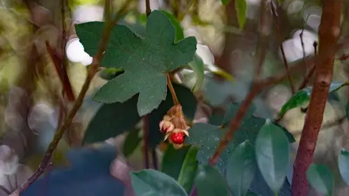 Rubus reflexus