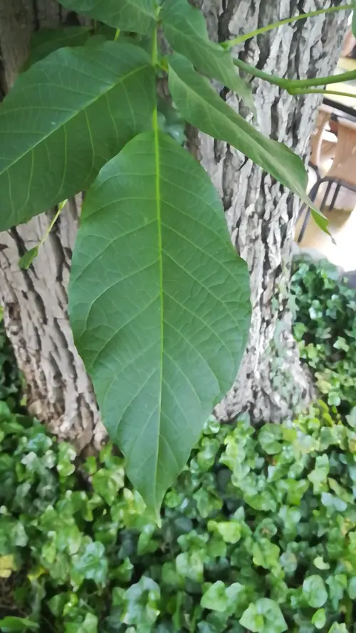 Wassertupelobaum