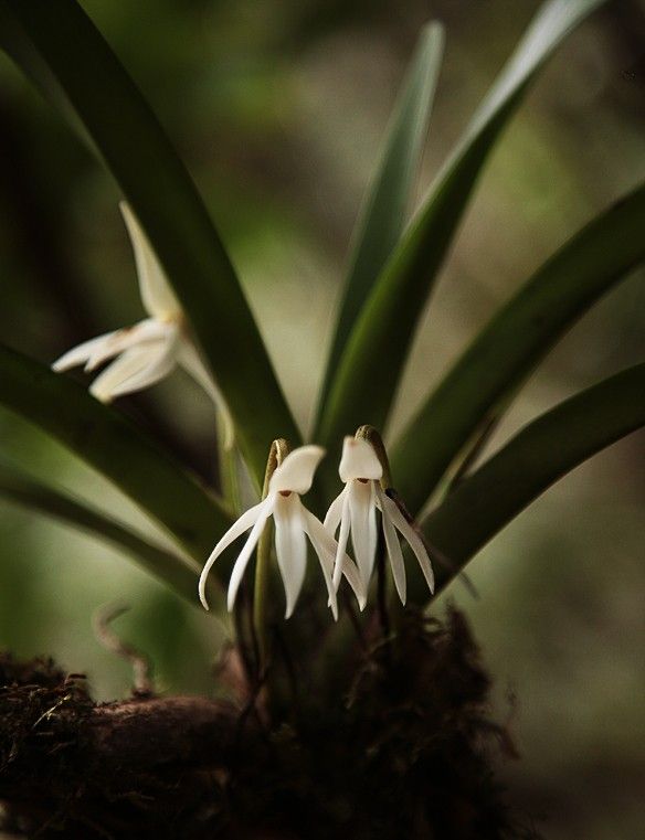 Discover the Symbolism and Beauty of the Triangular Jumellea Flower