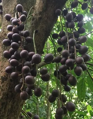 Burmese grape (Baccaurea ramiflora) - PictureThis
