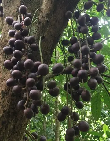 Burmese uva