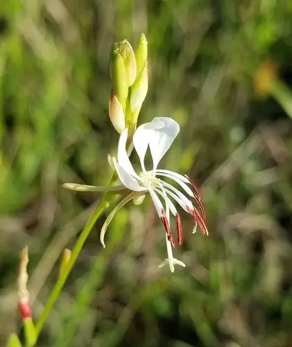 Oenothera suffulta