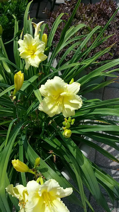 Daylilies 'Fragrant Returns'