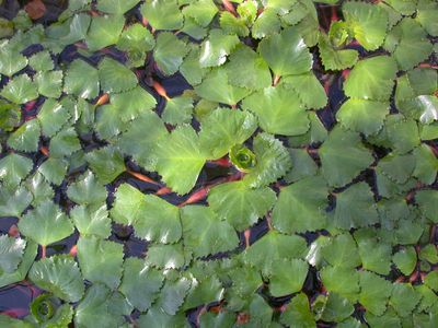 オニビシ(鬼菱)の育て方・栽培方法