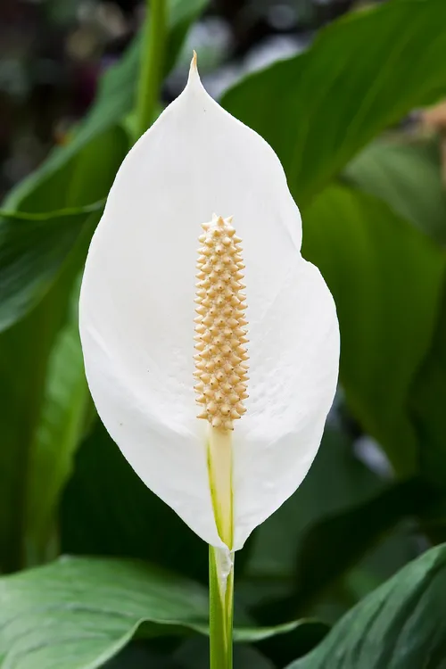 Is Peace lilies Poisonous