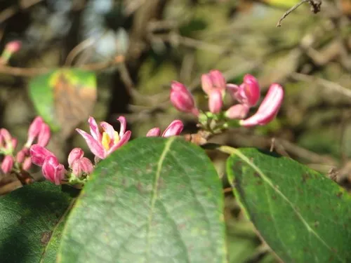 Tataren-heckenkirsche (Lonicera tatarica) - PictureThis